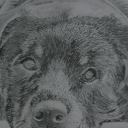 Rottweiler Rottweiler