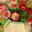 Stokrotki 20-25cm Stokrotki 20-25cm