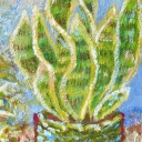 Sansevieria and bacon Sansevieria and bacon