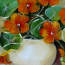 Nasturcje 30-40cm Nasturcje 30-40cm