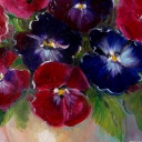 Bratki 24-30cm Bratki 24-30cm