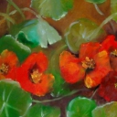 Nasturcje 30-40cm Nasturcje 30-40cm