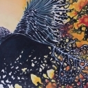 Fenix odrodzenie Fenix odrodzenie