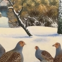 Kuropatwy zimą Kuropatwy zimą