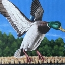 Dzikie kaczki Dzikie kaczki