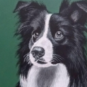 Ozi (Border collie) Ozi (Border collie)