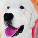 Piesek Ani Piesek Ani