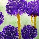 Kwitnący czosnek Kwitnący czosnek