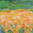 pole irysów pole irysów