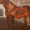 KON GORACOKRWISTY KON GORACOKRWISTY