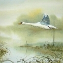 ŁABĘDZI LOT ŁABĘDZI LOT