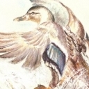 PISklęta się rozłażą PISklęta się rozłażą