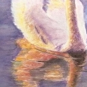 jezioro łabędzie jezioro łabędzie