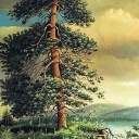 SAMOTNA SOSNA SAMOTNA SOSNA