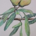 grusza wierzbolistna