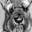 Sznaucer miniatura Sznaucer miniatura