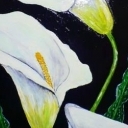 Kwiaty-białe kalie Kwiaty-białe kalie