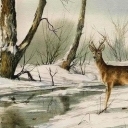 SŁONECZNA ZIMA-SARNA SŁONECZNA ZIMA-SARNA