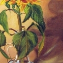 słonecznik słonecznik