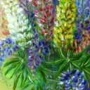 Bukiet łubinów Bukiet łubinów