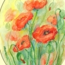 Łąkowe maczki Łąkowe maczki