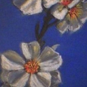 Kwiat Jabłoni Kwiat Jabłoni