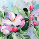 Kwiat jabłoni Kwiat jabłoni