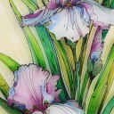 Irysy zwiewnosc motyla Irysy zwiewnosc motyla