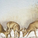 SARNY ZIMĄ SARNY ZIMĄ