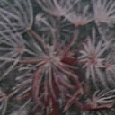 Taraxacum officinale Taraxacum officinale