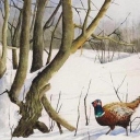 Bażant zimą Bażant zimą