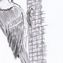 Sikorka - szkic Sikorka - szkic