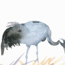 Pasący się Pasący się