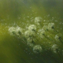 non omnis moriar non omnis moriar