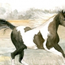 Wolny jak mustang Wolny jak mustang