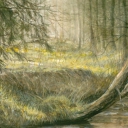 Lesne klimaty Lesne klimaty